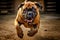 Bull Mastiff running