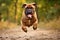 Bull Mastiff running