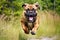 Bull Mastiff running