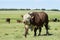 Bull moaning in Argentine countryside,