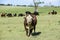 Bull moaning in Argentine countryside,