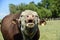 Bull moaning in Argentine countryside,