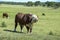 Bull moaning in Argentine countryside,