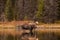 Bull Moose