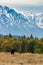 Bull moose above Blacktail Ponds in Grand Teton National Park