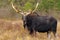 Bull Moose - Alces alces