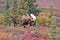 Bull Moose (alces alces) Denali National Park, Alaska