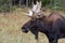 Bull moose Alces alces standing a field in autumn