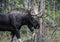 A Bull Moose with antlers coming out of the woods in The Grand Tetons.