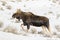 Bull moose, without antlers, walking on deep snow