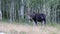 Bull Moose in Aspen Forest Looking at the Camera