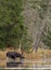 Bull Moose in autumn in Algonquin Park