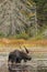 Bull Moose in autumn in Algonquin Park