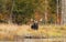 Bull Moose in autumn in Algonquin Park