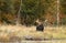 Bull Moose in autumn in Algonquin Park