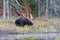 Bull Moose in autumn in Algonquin Park in Canada