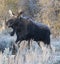 BULL MOOSE IN AUTUMN COLORS STOCK IMAGE