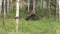 Bull Moose in Autumn in Wyoming