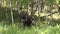 Bull Moose in Autumn in Wyoming