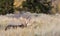 Bull Moose Bedded in Sagebrush in Wyoming in Fall