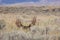 Bull Moose Bedded in Tall Sagebrush in Wyoming