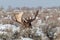 Bull Moose Bedded in Winter in Wyoming