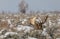 Bull Moose Bedded in Winter in Wyoming