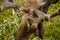 Bull moose with big antlers eating leaves and vegetation (high resolution image) in Norway