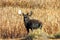 Bull Moose in Cattails