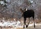 Bull Moose Close Up