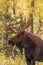 Bull Moose Close Up in Autumn