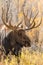 Bull Moose Close Up Portrait