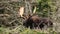 Bull Moose Close Up Portrait Standing in Forest Clearing