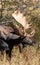 Bull Moose Close Up in Wyoming in Autumn