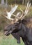 Bull moose closeup in autumn