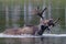 Bull Moose in a Colorado Rocky Mountain Lake