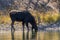 Bull Moose Drinking in River