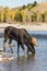 Bull Moose Drinking in a River in Fall