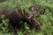 Bull Moose eating shrubs