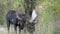 Bull Moose in Fall Rut Zoom