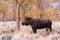 Bull Moose in Fall in Wyoming