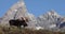 Bull Moose in Fall in Wyoming