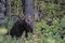 Bull Moose following his female through the woods.