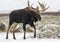 Bull Moose in Grand Teton National Park