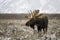 Bull Moose in Grand Teton National Park