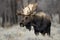 Bull Moose in Grand Teton National Park