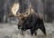 Bull Moose in Grand Teton National Park