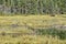 Bull Moose Grazing in Algonquin`s Wetlands