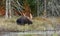 Bull Moose grazing in autumn in Algonquin Park