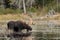 Bull Moose with huge antlers (Alces alces) feeding in a marsh in Algonquin Park, Canada in autumn